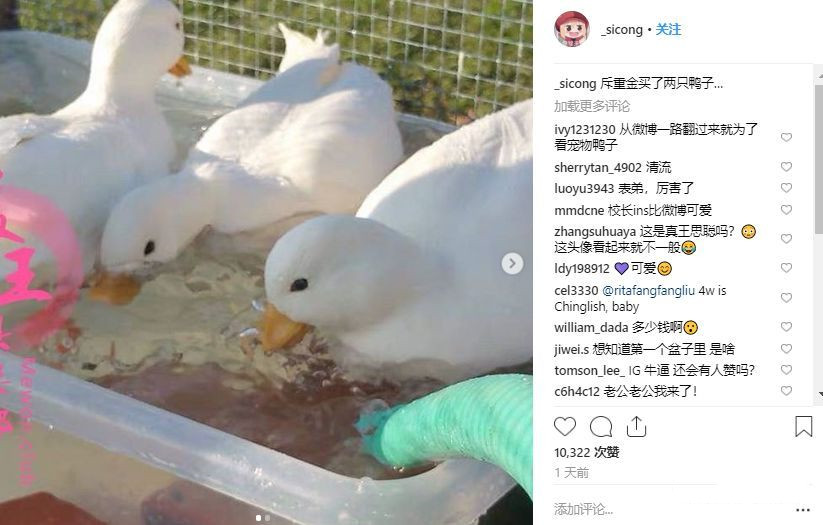 王思聪买的宠物鸭,王思聪买的鸭子