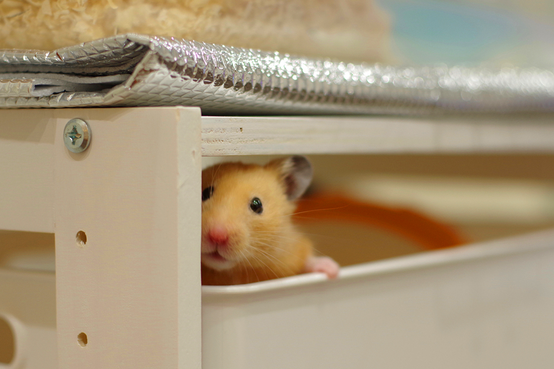 仓鼠抓它一直躲开为什么,小仓鼠和小黑捉迷藏