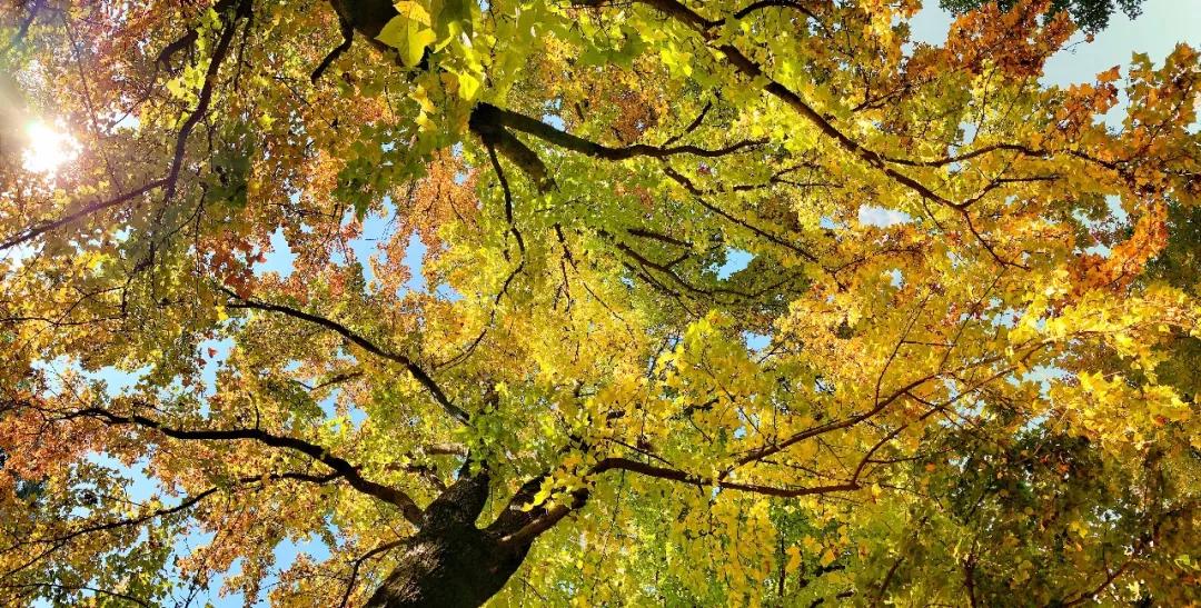 秋色正艳|掌握这6个小技巧，教你拍出绝美秋景