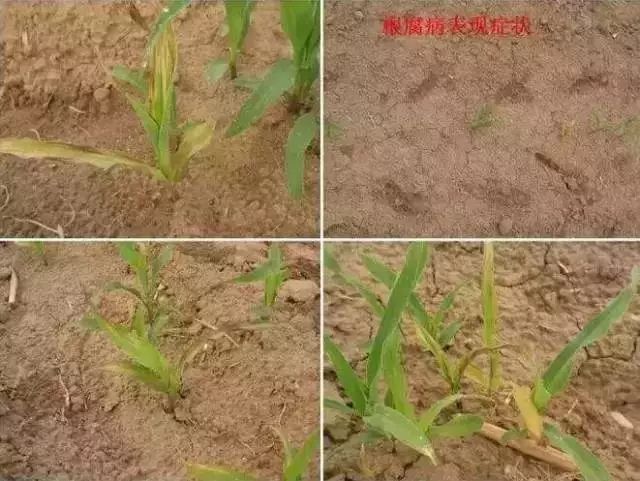 怎么预防玉米苗期病虫害,玉米苗期虫害防治方法