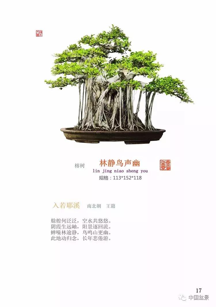 陈文图老师,陈文图盆景欣赏