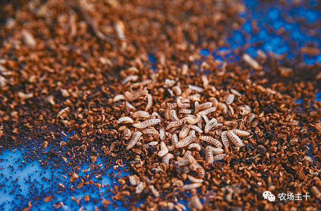 从沿街乞讨到身家亿万，“特养教父”32年的农业路堪称一部传奇史