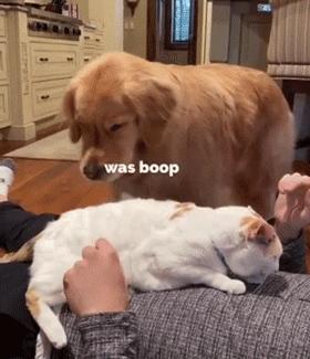 大金毛不听话怎样训练,大金毛根本不听话怎么办