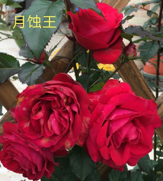 阳台系列月季品种大全,微型月季藤本月季