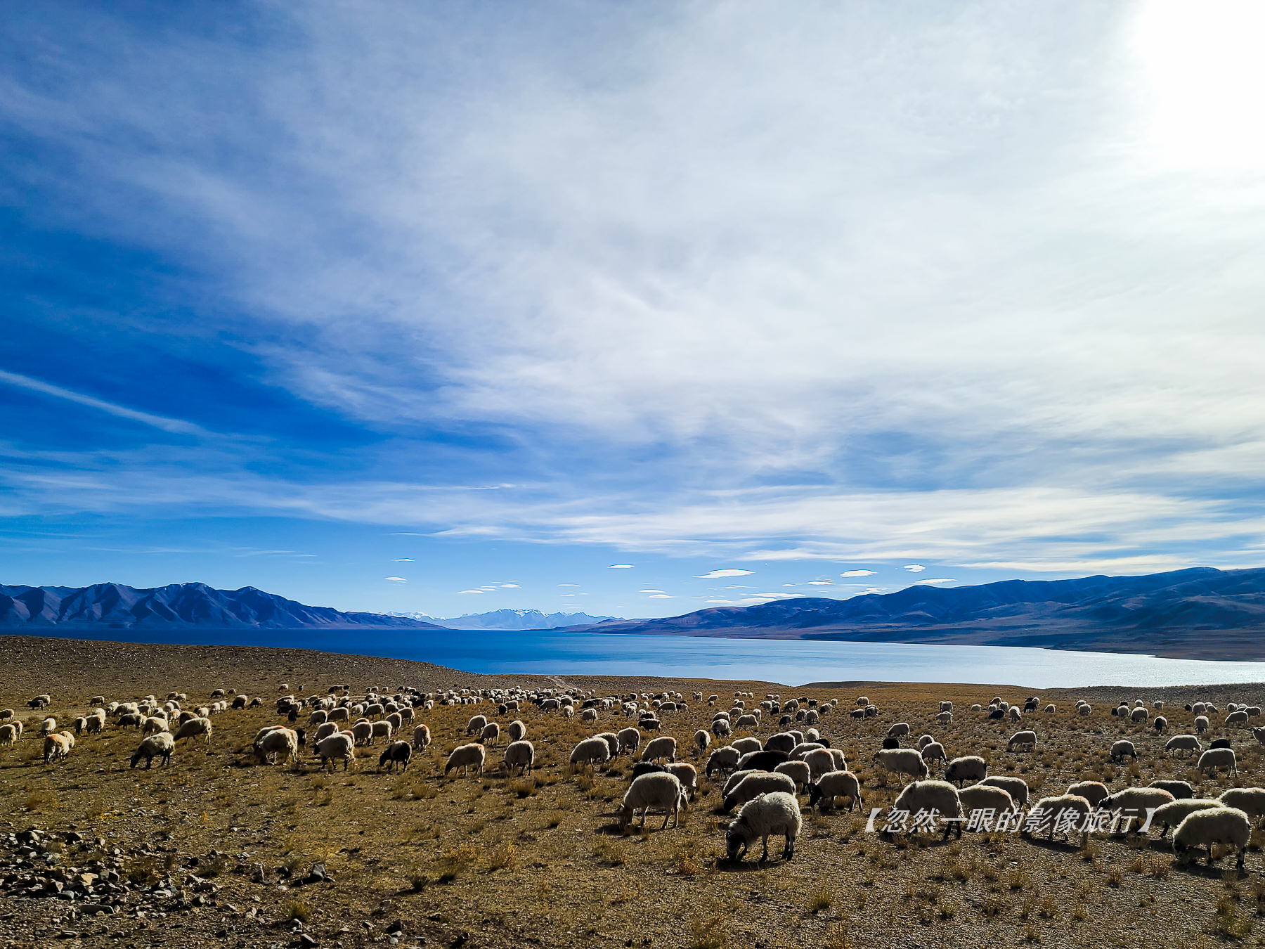阿里无人区野狼出没,阿里无人区狐狸