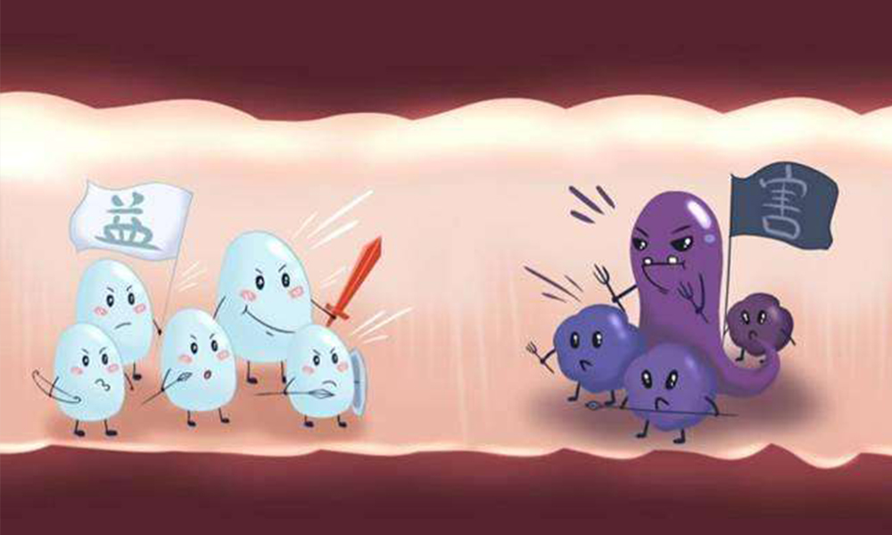 康萃乐1-12岁益生菌中文说明,过敏宝宝吃康萃乐益生菌有用吗