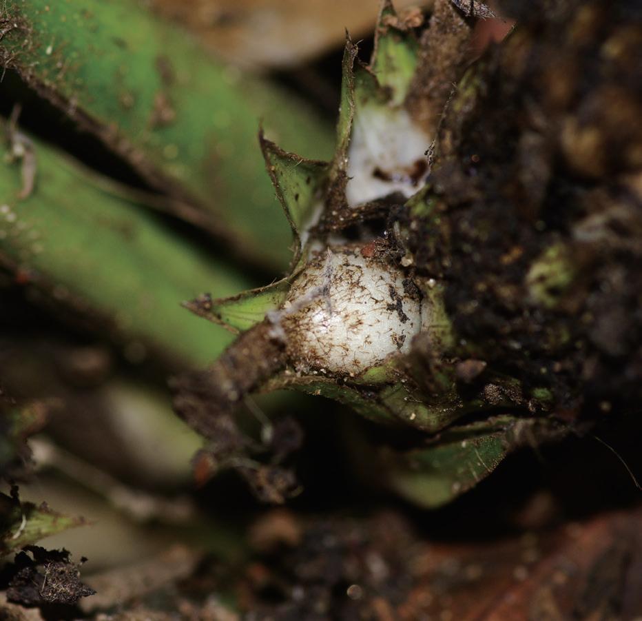 海南热带水果神秘果,仙蜜果是什么