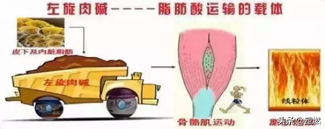 减脂左旋饮料真的有效果吗,减脂左旋肉碱和牛磺素一块吃吗