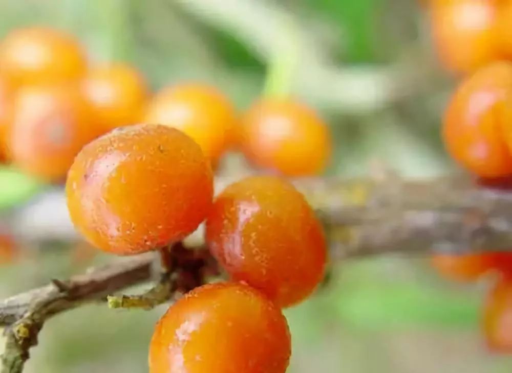 中成药治银屑病的康复过程,银屑病喝什么粥有帮助恢复