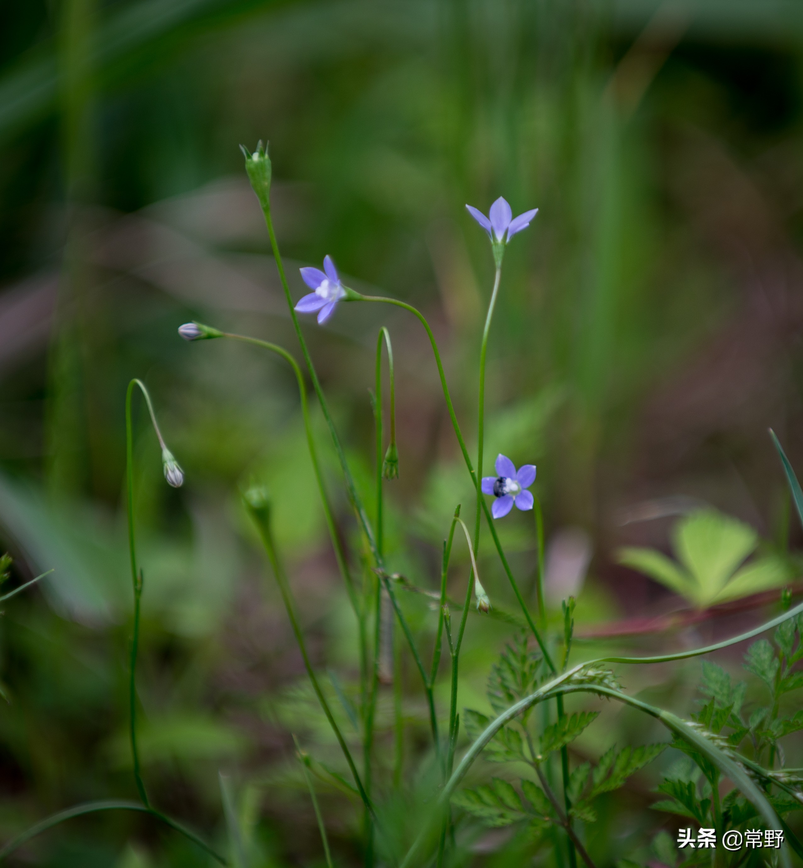 长沙谷山为什么叫谷山,长沙郊野公园
