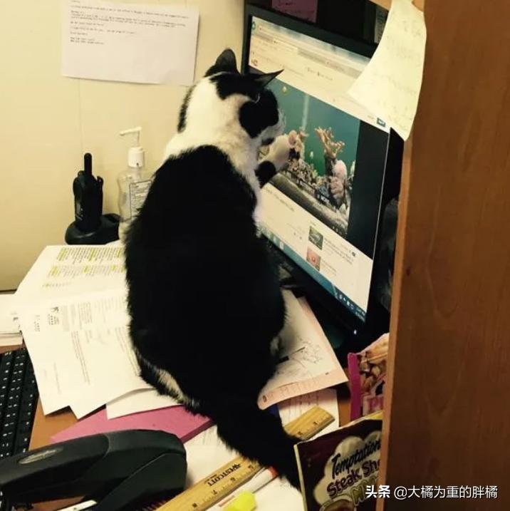 猫咪被车撞了瘫软无力无呼吸,猫咪被撞后急救