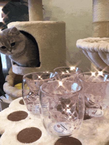 一只猫爪杯,让平静的江湖又掀起了一阵腥风血雨