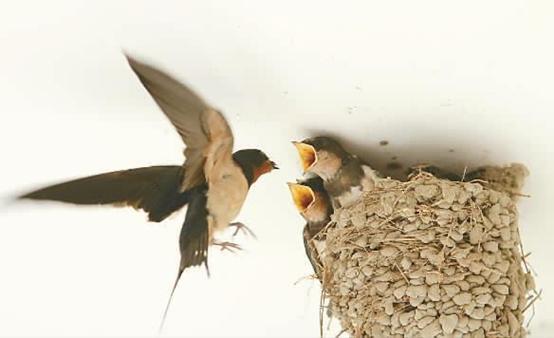 疏盏燕窝知识及鉴别,品牌干燕窝知识