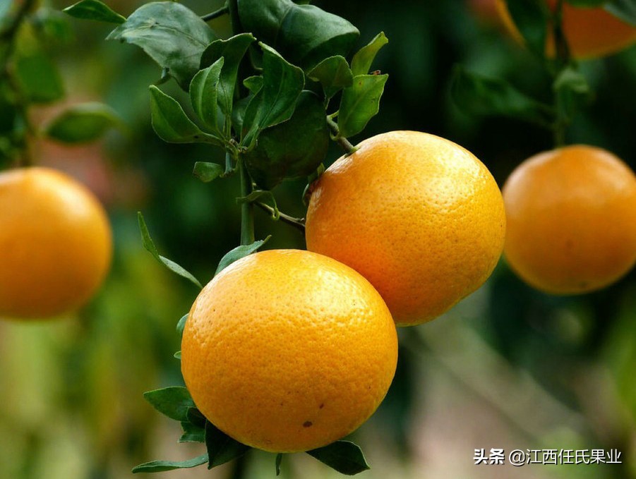 柑橘卷叶黄叶怎么办,柑橘晚秋梢怎么修剪