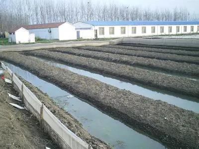 养殖水蛭的骗局有哪些手段,水蛭养殖真的很挣钱吗