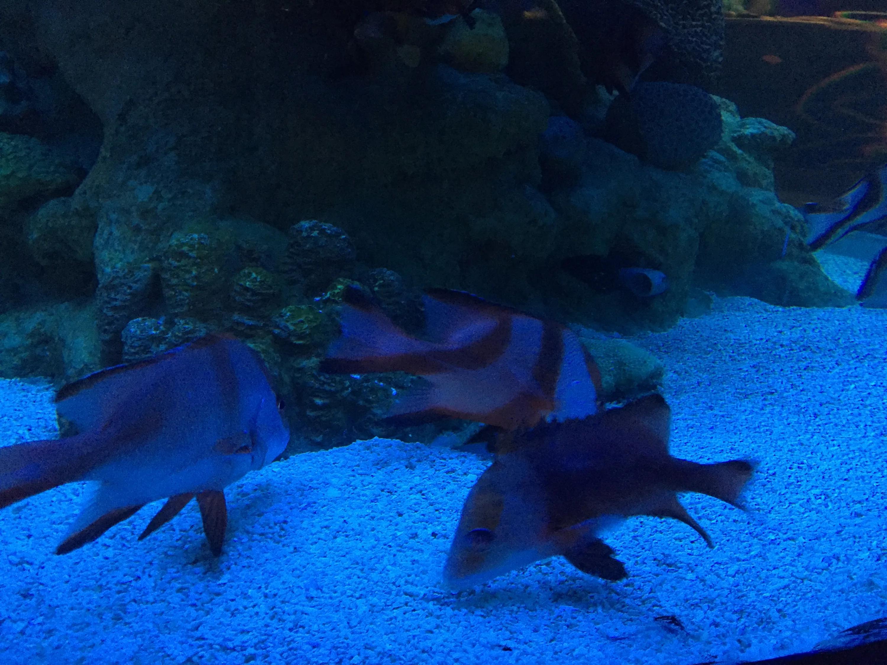 京津冀旅游一卡通海底世界,海底世界可以用旅游一卡通吗