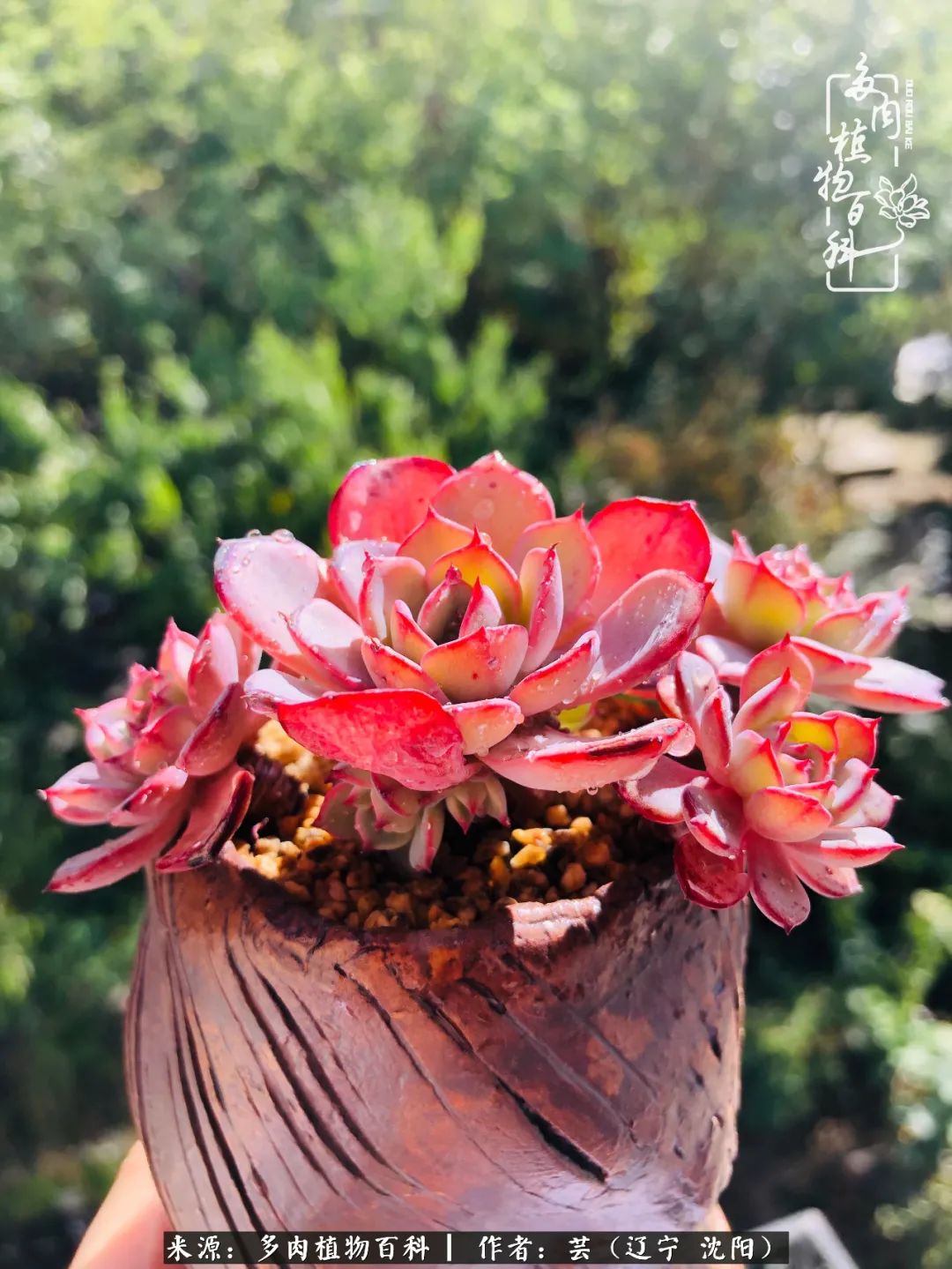 万物皆有灵性有因必有果,万物皆有灵性与生命