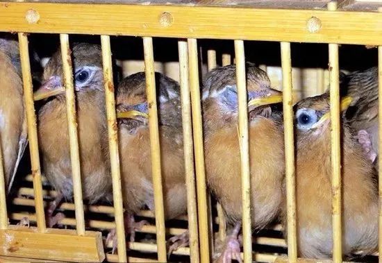 怎么让生头画眉尽快熟笼,生头画眉怎么训