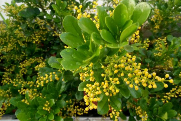 米兰花怎么养才能茂盛,米兰花怎样养才能开得更茂盛