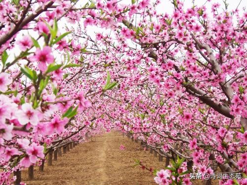 许你三生三世，送你最美十里桃花诗！