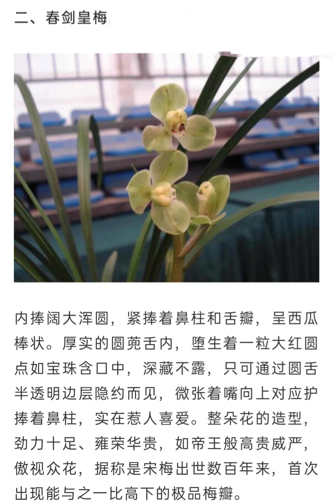 兰花品种大全简介,兰花种类讲解视频