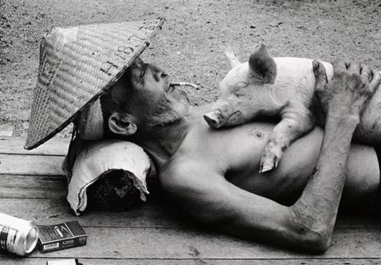 老猪喂猪的正确方法,几个实用的治猪病偏方