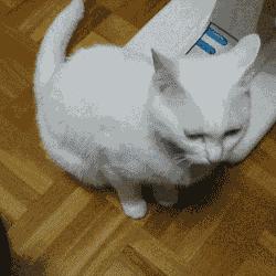 猫猫为什么喜欢躲在暗处扑人,猫猫为什么把爪子藏起来