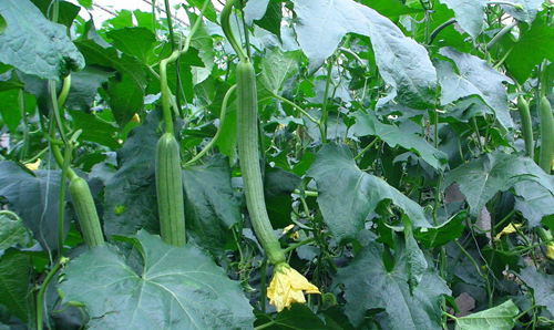 丝瓜曾在我的指背上游走,它默默无言,却做了一件大事