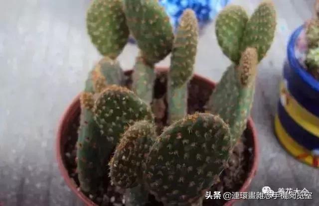 100种常见花卉植物图谱,100种花卉素描图谱