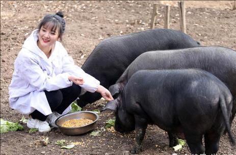 猪肉价格继续下跌养猪户何去何从,猪肉10元养猪还能赚钱