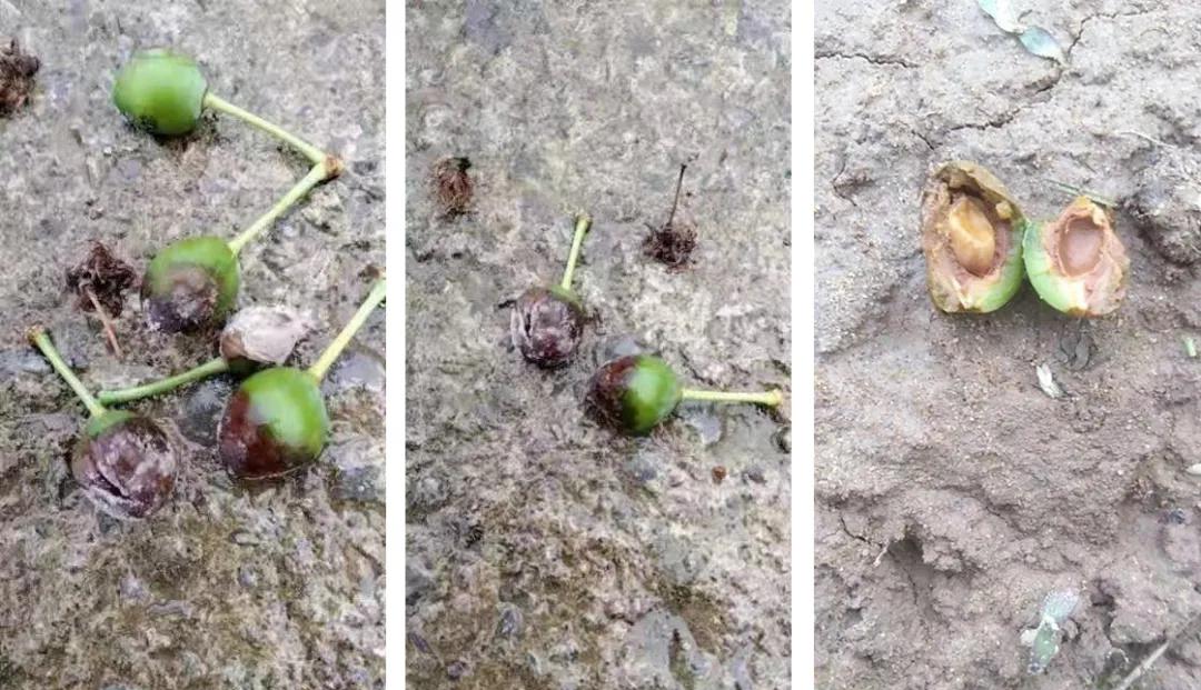 李子高温落果严重怎么办,李子结果后会发黄掉落什么原因