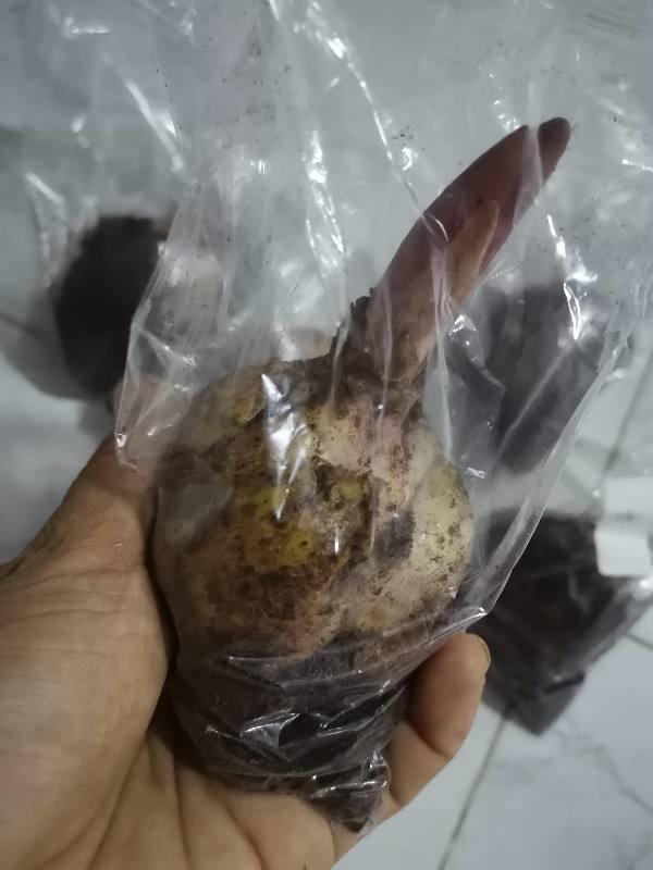 百合可以一盆养4棵吗,一枝多个花苞百合能分开养吗