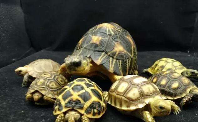 能允许养殖的陆龟,陆龟养殖环境越大越好吗