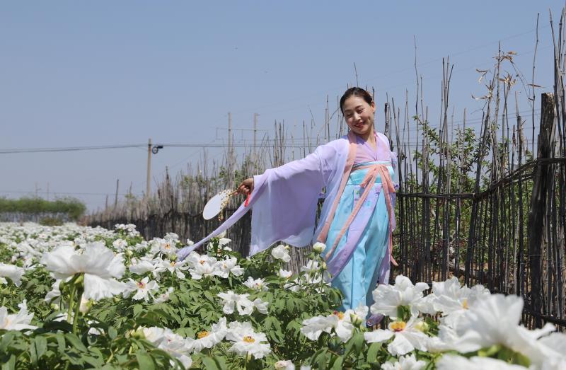 平陆张店白牡丹“梧桐”引“凤”富村民