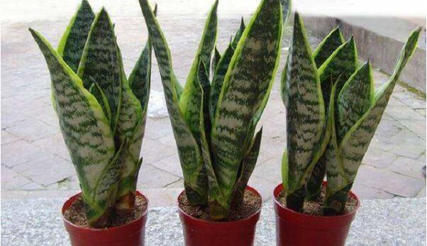 栀子花怕甲醛吗,栀子花吸甲醛效果好吗