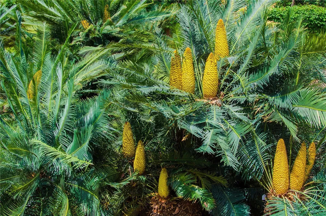 攀枝花苏铁生长特点,攀枝花苏铁生长的有利自然条件