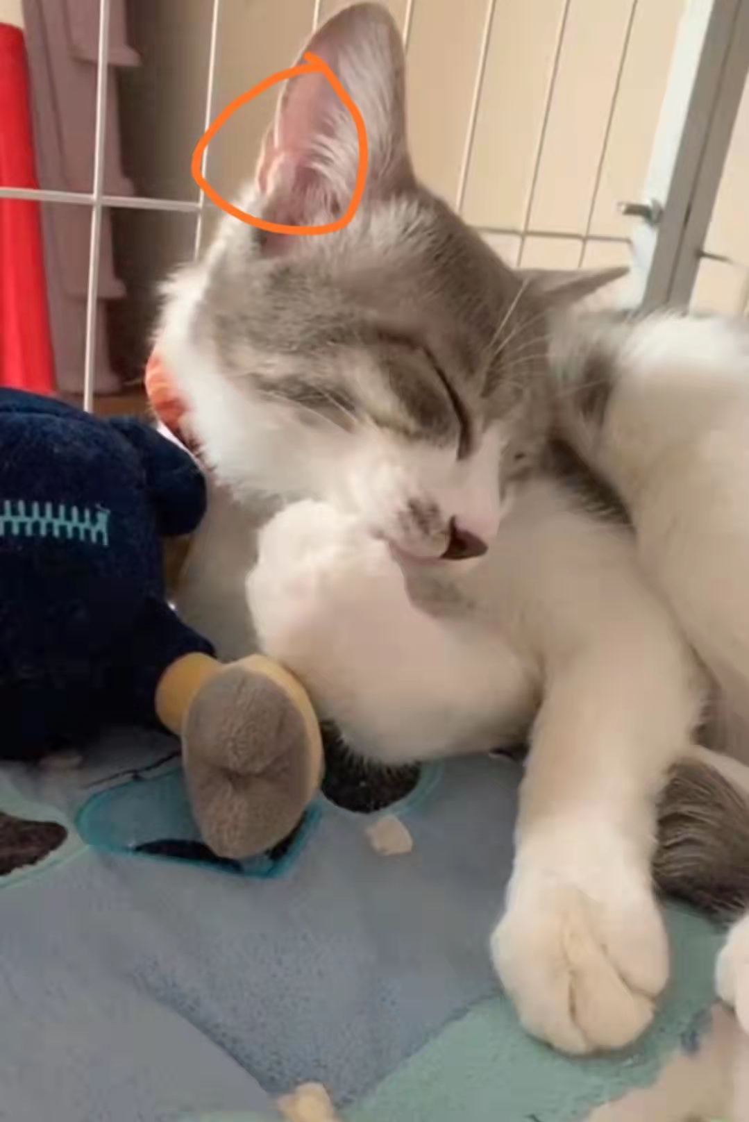 猫咪可爱图片中华田园猫,中华田园猫猫咪图片