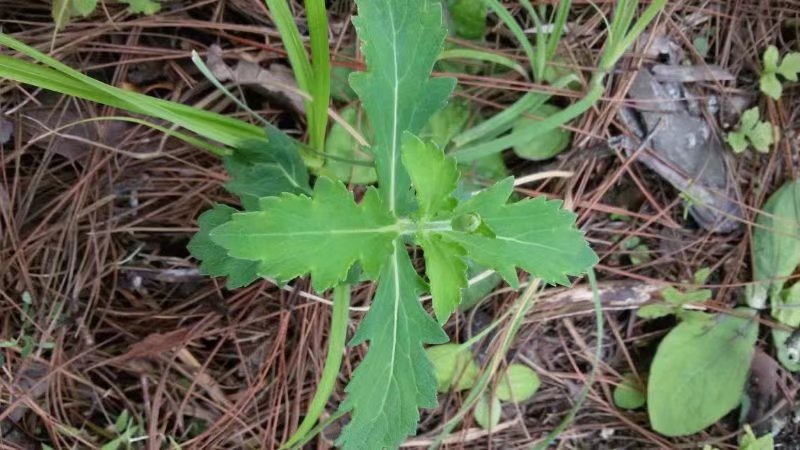 我们的童年时光,我们的童年舞蹈