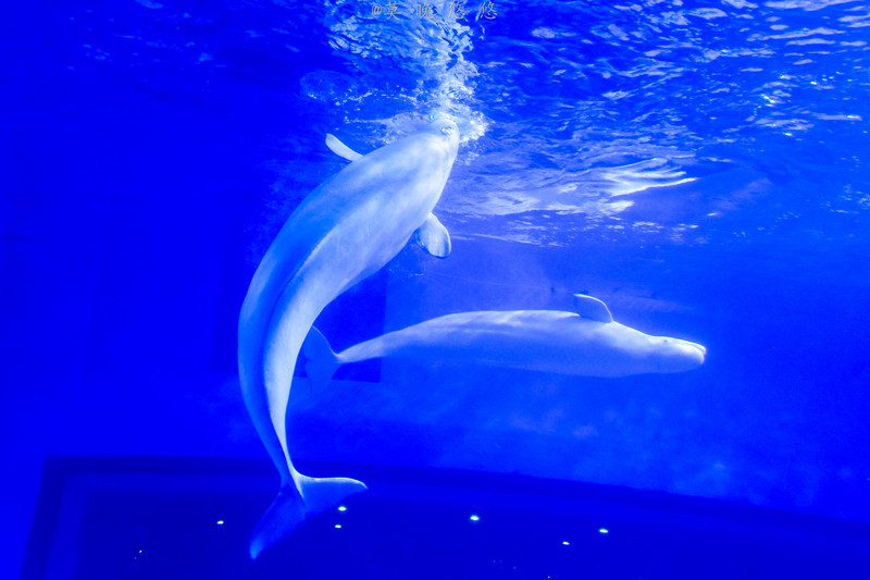 海洋极地海洋世界攻略,正佳极地海洋世界白鲸海象