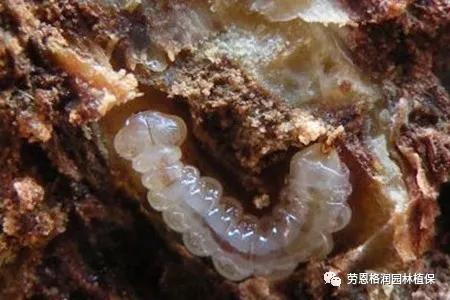 园林春季害虫的预防方法,常见园林害虫种类及主要特征