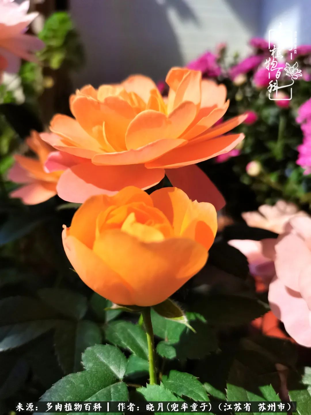 六年时间环游22个国家,却被多肉小萌物征服