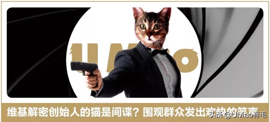 猫咪猜杯子游戏第三关,猫猜杯子游戏