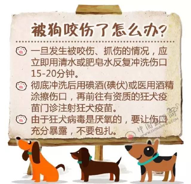 疯狗连咬5人民警果断处置,佛山三水狗咬人的事件