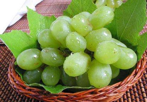 巴哥犬饲养注意事项和禁忌症,饲养巴哥犬的正确方式是什么