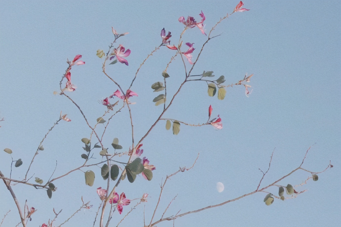 狮子座无敌是多么的寂寞,容易被误解的狮子座