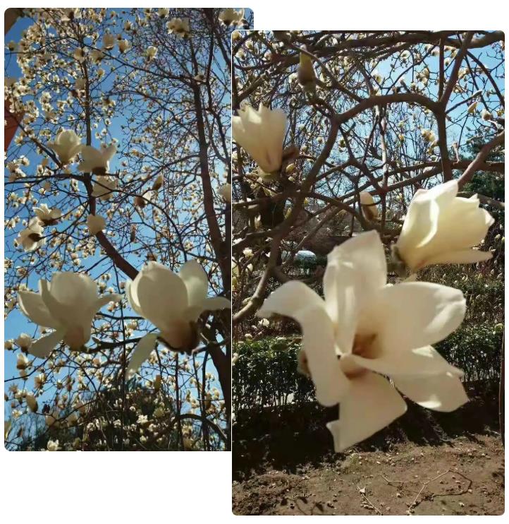 这里的玉兰花开了