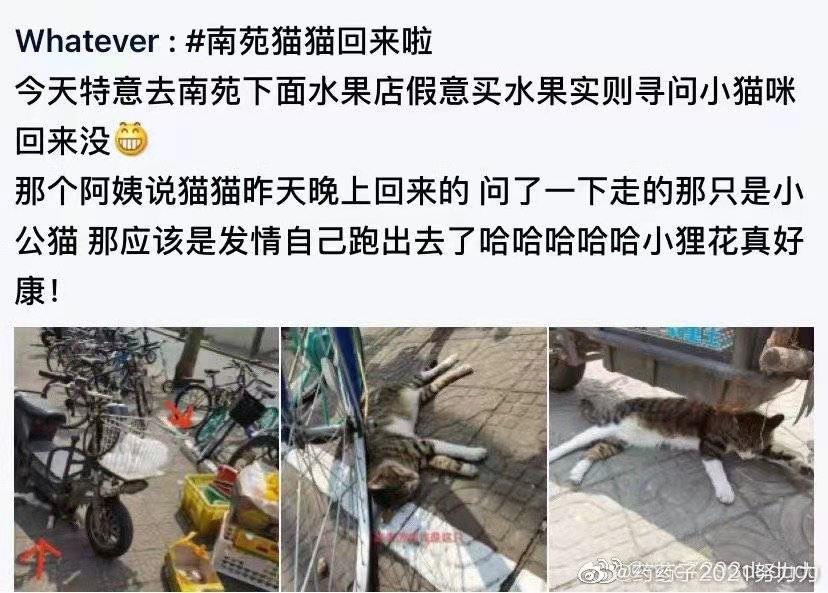全网都以为复旦大学的猫被偷了，几天后…气得想骂猫