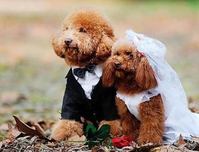 泰迪真的有那么“好色”吗？其实我们都冤枉它了，它也很无辜