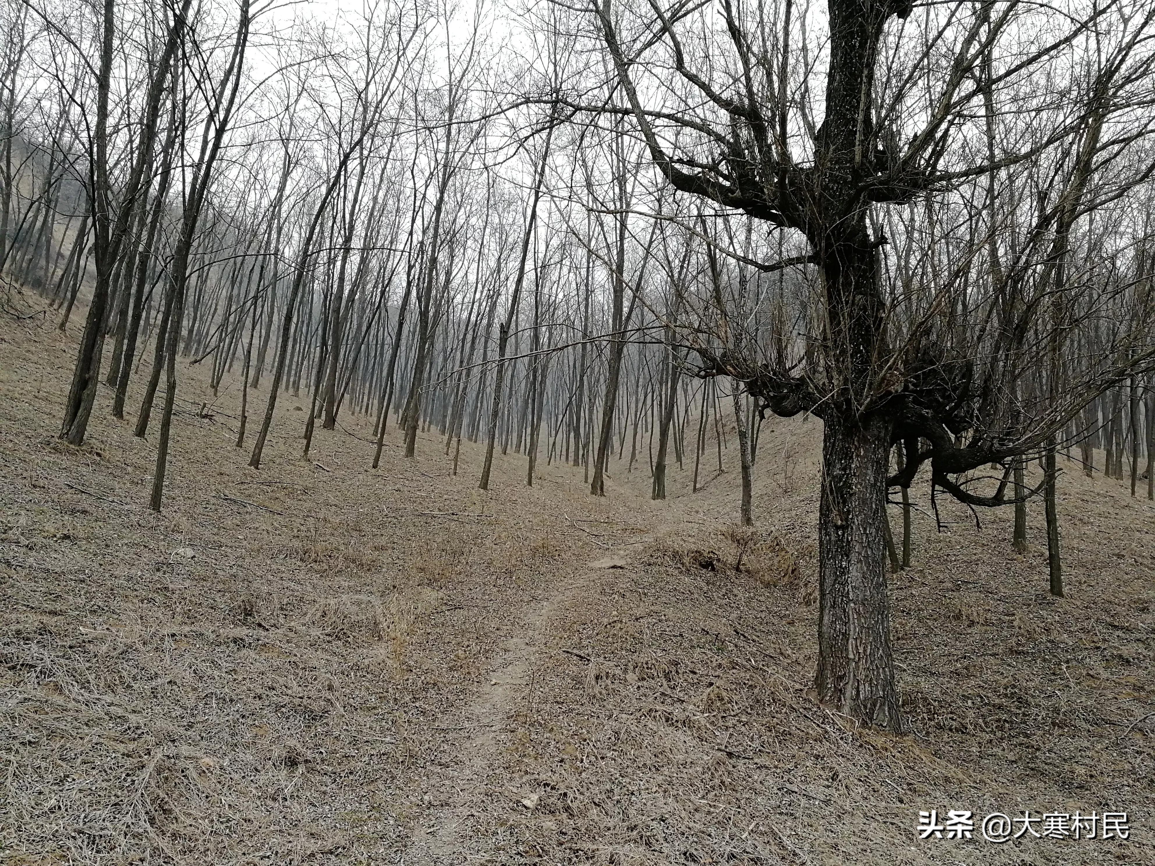 想象春天,想象中的春天