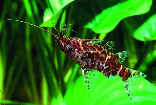 冬天不加温不打氧冻不死的观赏鱼,养不死的观赏鱼图片及名称价格表